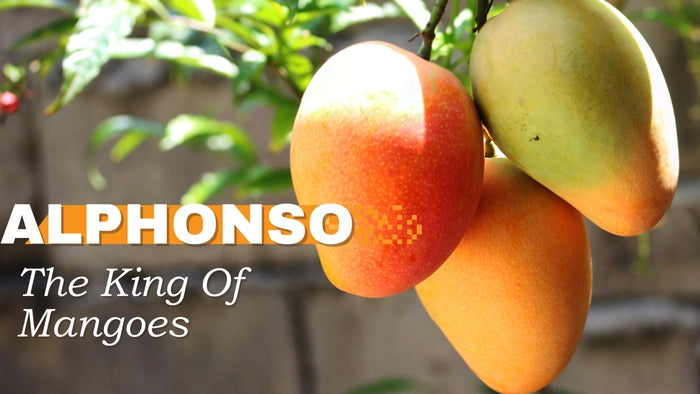 Alphonso Mango