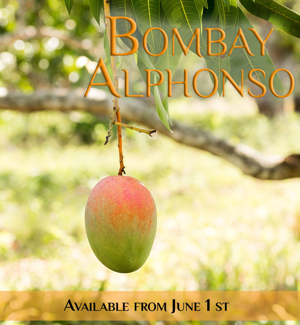 Alphonso Mango