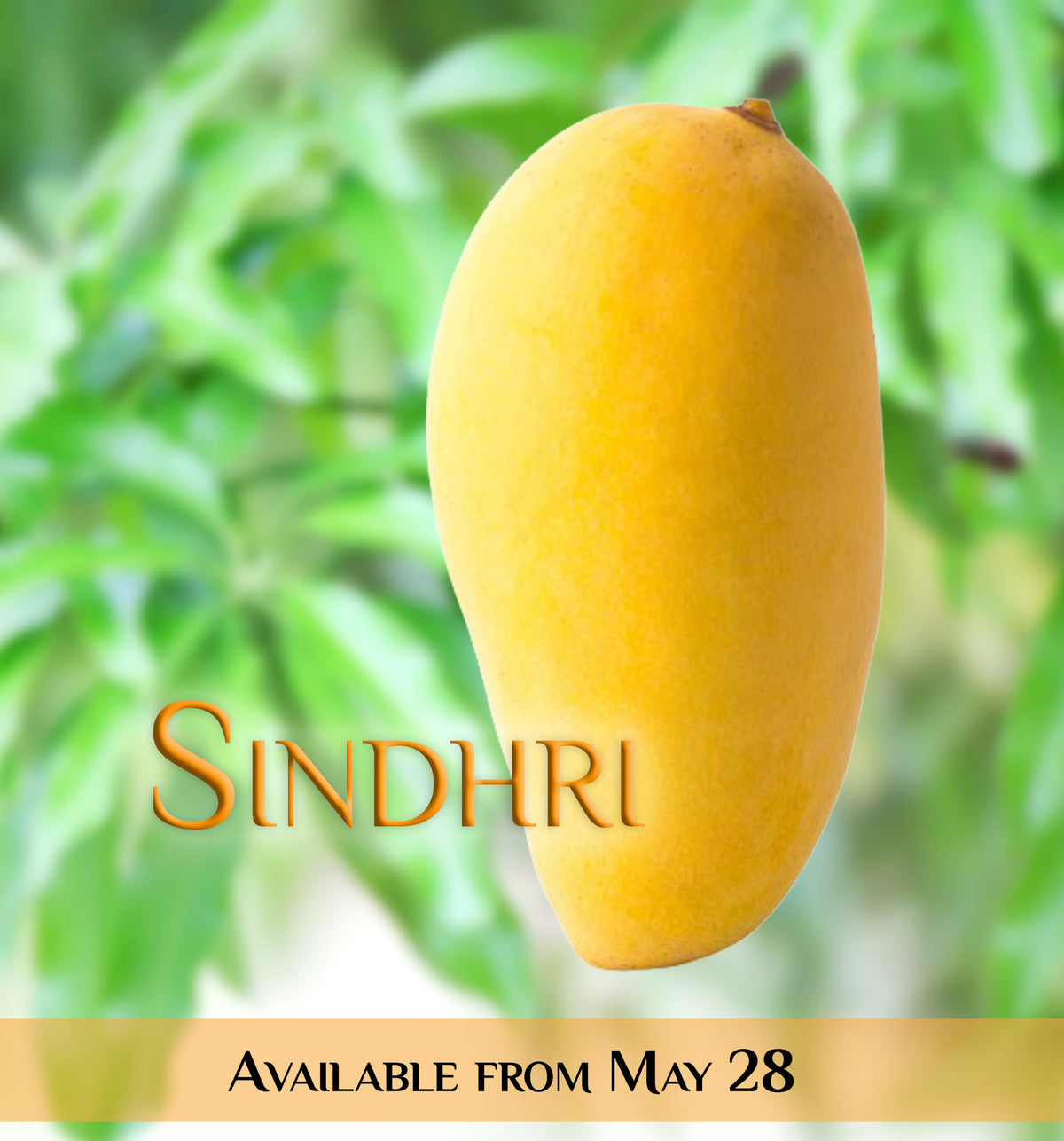 Sindhri Mangoes